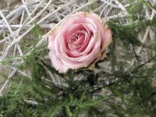 Heiraten Wildenstein JP 311