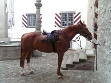 Pferd Bearbeitet