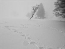 Schneeschuhwanderung Wildenstein